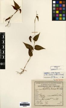 Type specimen at Edinburgh (E). Ducloux, Francois: 232. Barcode: E00279133.