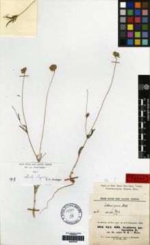Type specimen at Edinburgh (E). Kotschy, Carl (Karl): 811. Barcode: E00279140.