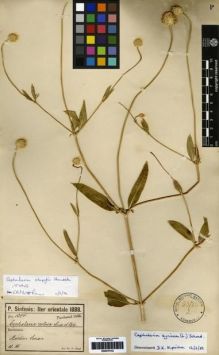 Type specimen at Edinburgh (E). Sintenis, Paul: 1314. Barcode: E00279142.