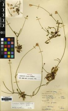 Type specimen at Edinburgh (E). Davis, Peter: 13857. Barcode: E00279144.