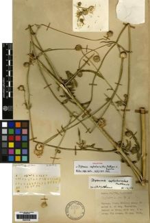 Type specimen at Edinburgh (E). Davis, Peter; Polunin, Oleg: 24772. Barcode: E00279149.