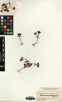 Type specimen at Edinburgh (E). Kotschy, Carl (Karl): 293. Barcode: E00279152.