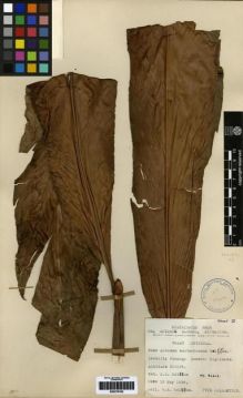 Type specimen at Edinburgh (E). Holttum, Richard: 31212. Barcode: E00279162.