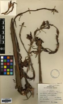 Type specimen at Edinburgh (E). Holttum, Richard: 31212. Barcode: E00279163.