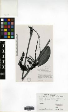 Type specimen at Edinburgh (E). Hansen, Carlo: 328. Barcode: E00279164.
