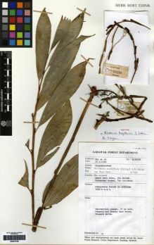 Type specimen at Edinburgh (E). : S.52286. Barcode: E00279166.