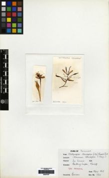 Type specimen at Edinburgh (E). Beccari, Odoardo: 3311. Barcode: E00279167.