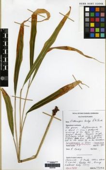 Type specimen at Edinburgh (E). Cultivated Plant of the RBGE (CULTE): . Barcode: E00279168.