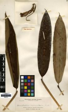 Type specimen at Edinburgh (E). Elmer, Adolph: 10279. Barcode: E00279173.