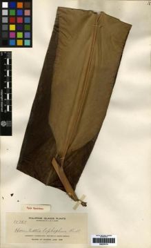 Type specimen at Edinburgh (E). Elmer, Adolph: 10365. Barcode: E00279174.
