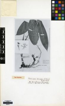 Type specimen at Edinburgh (E). Beccari, Odoardo: 3311. Barcode: E00279177.