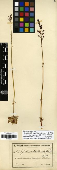 Type specimen at Edinburgh (E). Pritzel, Ernst: 636. Barcode: E00279201.