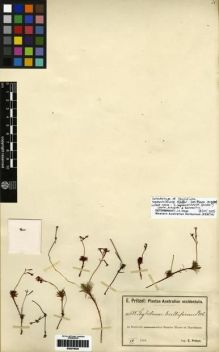 Type specimen at Edinburgh (E). Pritzel, Ernst: 635. Barcode: E00279224.