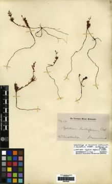 Type specimen at Edinburgh (E). Drummond, James: 171. Barcode: E00279255.
