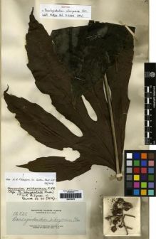Type specimen at Edinburgh (E). Elmer, Adolph: 12531. Barcode: E00279276.