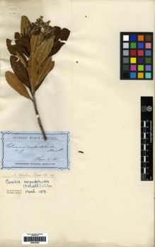 Type specimen at Edinburgh (E). Government Botanist, Melbourne (GVBM): . Barcode: E00279283.