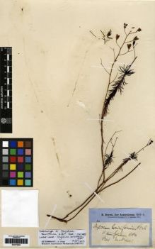 Type specimen at Edinburgh (E). Brown, Robert: . Barcode: E00279285.