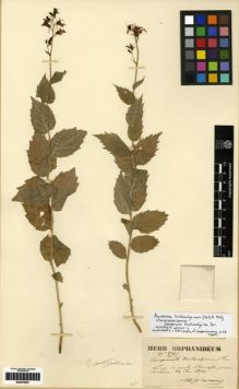 Type specimen at Edinburgh (E). Orphanides, Theodorus: 2765. Barcode: E00279291.