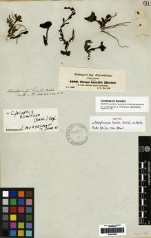 Type specimen at Edinburgh (E). Schimper, Georg: 1000. Barcode: E00279293.