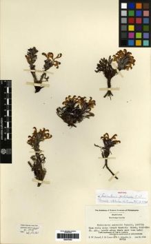 Type specimen at Edinburgh (E). Pennell, Francis; Cotner, Frank; Schaeffer, Raymond: 23713. Barcode: E00279302.