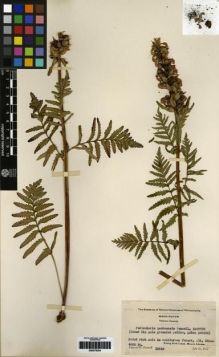 Type specimen at Edinburgh (E). Pennell, Francis: 15738. Barcode: E00279304.