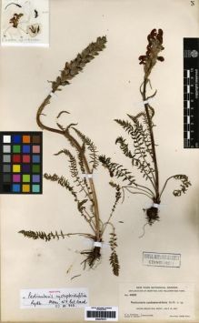 Type specimen at Edinburgh (E). Rydberg, Pehr; Bessey, Ernst: 4983. Barcode: E00279311.
