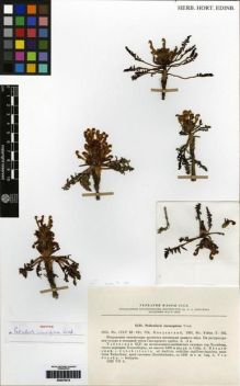 Type specimen at Edinburgh (E). Vvedensky, Aleksei: 6440. Barcode: E00279315.