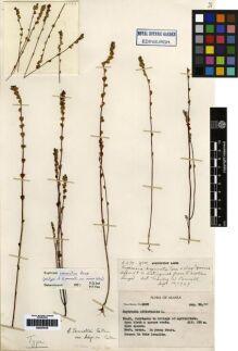 Type specimen at Edinburgh (E). Mexia, Ynes: 2297. Barcode: E00279318.