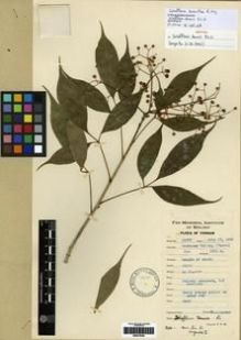 Type specimen at Edinburgh (E). Yu, Tse-tsun: 19475. Barcode: E00279320.
