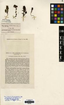 Type specimen at Edinburgh (E). Townsend, Frederick: 2769. Barcode: E00279362.