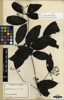 Type specimen at Edinburgh (E). Zenker, Georg: 1245. Barcode: E00279365.