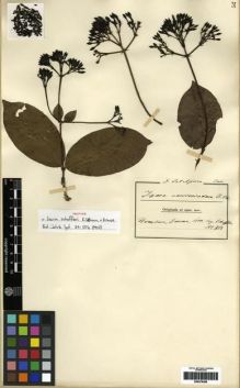 Type specimen at Edinburgh (E). Scheffler, G: 218. Barcode: E00279366.