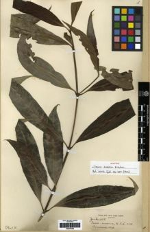 Type specimen at Edinburgh (E). Zenker, Georg: 1108. Barcode: E00279369.
