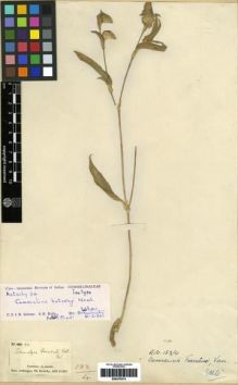 Type specimen at Edinburgh (E). Kotschy, Carl (Karl): 34. Barcode: E00279374.