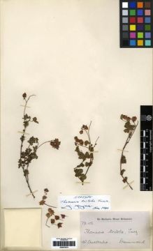 Type specimen at Edinburgh (E). Drummond, James: 106. Barcode: E00279375.