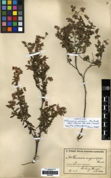 Type specimen at Edinburgh (E). Pritzel, Ernst: 708. Barcode: E00279381.
