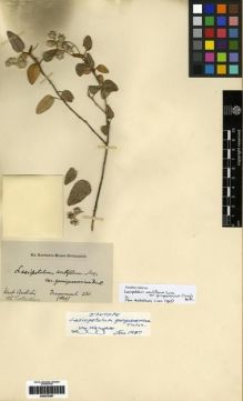 Type specimen at Edinburgh (E). Drummond, James: 260. Barcode: E00279387.