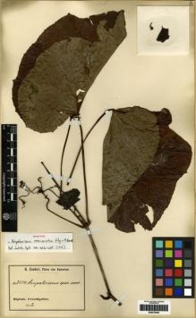 Type specimen at Edinburgh (E). Zenker, Georg: 2514. Barcode: E00279400.