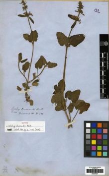 Type specimen at Edinburgh (E). Drummond, Thomas: 281. Barcode: E00279421.