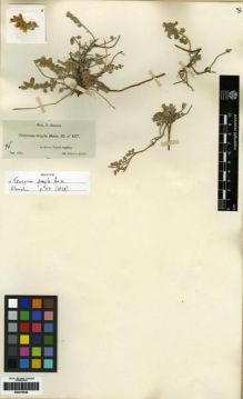 Type specimen at Edinburgh (E). Boissier, Pierre: 46. Barcode: E00279426.