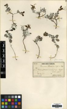 Type specimen at Edinburgh (E). Orphanides, Theodorus: 102. Barcode: E00279427.