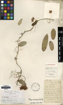 Type specimen at Edinburgh (E). Ly, Jean: 1879. Barcode: E00279452.