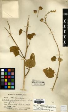 Type specimen at Edinburgh (E). Fitzgerald, William: . Barcode: E00279456.