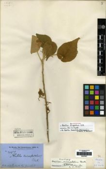 Type specimen at Edinburgh (E). Brown, Robert: . Barcode: E00279457.