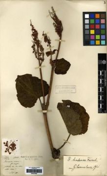 Type specimen at Edinburgh (E). Maire, Edouard-Ernest: 123. Barcode: E00279468.