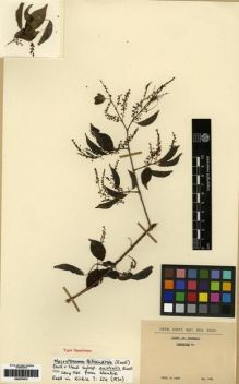 Type specimen at Edinburgh (E). Levy, B.: 1161. Barcode: E00279472.