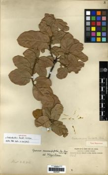 Type specimen at Edinburgh (E). Forrest, George: 1143. Barcode: E00279476.