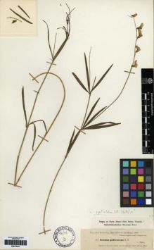 Type specimen at Edinburgh (E). Kotschy, Carl (Karl): 207. Barcode: E00279481.