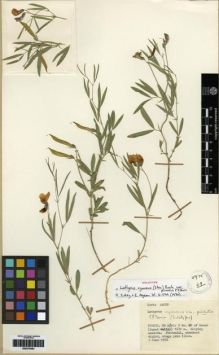 Type specimen at Edinburgh (E). Davis, Peter: 44059. Barcode: E00279482.