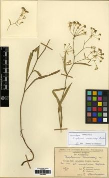 Type specimen at Edinburgh (E). Sosnowskyi, Dmitrii; Kemularia-Nathadze, L.M.; Mandenova, Ida: . Barcode: E00279494.